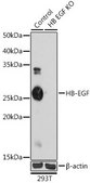 Anti- HB-EGF antibody produced in rabbit