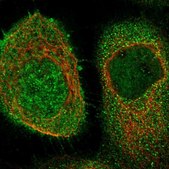 Anti-CFLAR antibody produced in rabbit affinity isolated antibody, buffered aqueous glycerol solution