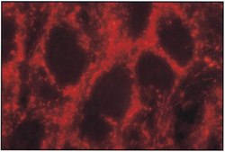 Anti-Nitric Oxide Synthase I Antibody serum, Chemicon&#174;
