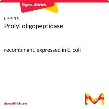 Prolyl oligopeptidase recombinant, expressed in E. coli