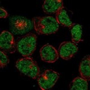 Anti-LRRC2 antibody produced in rabbit Prestige Antibodies&#174; Powered by Atlas Antibodies, affinity isolated antibody, buffered aqueous glycerol solution