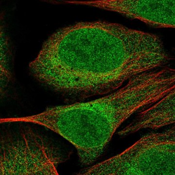 Anti-CUEDC2 antibody produced in rabbit Prestige Antibodies&#174; Powered by Atlas Antibodies, affinity isolated antibody