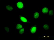 Monoclonal Anti-YAP1 antibody produced in mouse clone 2H1, purified immunoglobulin, buffered aqueous solution