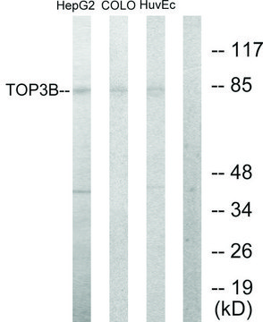 Anti-TOP3B antibody produced in rabbit affinity isolated antibody