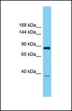 Anti-FAM62C antibody produced in rabbit affinity isolated antibody