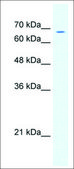 Anti-GABRD antibody produced in rabbit affinity isolated antibody