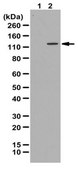Anti-phospho-ULK1/ATG1 (Ser758) Antibody from rabbit, purified by affinity chromatography