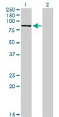 Monoclonal Anti-DLG3 antibody produced in mouse clone 2B6, purified immunoglobulin, buffered aqueous solution