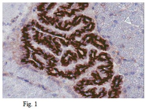 Anti-Sphingosine 1-phosphate receptor 1 (S1P1) Antibody, clone 8B7.1 clone 8B7.1, from mouse