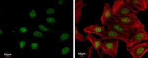 Anti-NFE2L2 antibody produced in rabbit
