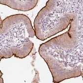 Anti-DUOXA2 antibody produced in rabbit Prestige Antibodies&#174; Powered by Atlas Antibodies, affinity isolated antibody