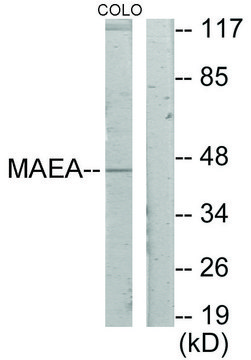 Anti-MAEA antibody produced in rabbit affinity isolated antibody