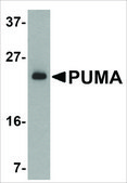 Anti-PUMA (ab2) antibody produced in rabbit affinity isolated antibody, buffered aqueous solution
