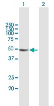 Anti-KIAA1576 antibody produced in mouse purified immunoglobulin, buffered aqueous solution