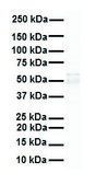Anti-PPARA, (N-terminal) antibody produced in rabbit affinity isolated antibody