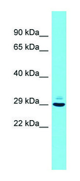 Anti-Pcsk1n (N-terminal) antibody produced in rabbit affinity isolated antibody