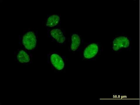 Anti-NUP43 antibody produced in mouse IgG fraction of antiserum, buffered aqueous solution