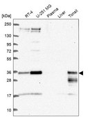 Anti-HES1 antibody produced in rabbit Prestige Antibodies&#174; Powered by Atlas Antibodies, affinity isolated antibody