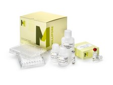 Magna ChIP&#174; HT96 Chromatin Immunoprecipitation Kit The Magna ChIP HT96 kit allows the performance of chromatin Immunoprecipitation in a 96-well plate-based format.