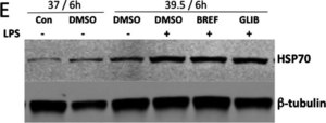 Monoclonal Anti-Heat Shock Protein 70 antibody produced in mouse clone BRM-22, ascites fluid