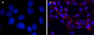 DAPI for nucleic acid staining