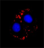 Monoclonal Anti-Myosin (Skeletal, Fast) antibody produced in mouse clone MY-32, ascites fluid