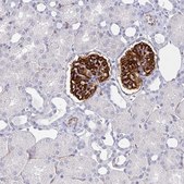 Monoclonal Anti-PODXL antibody produced in mouse Prestige Antibodies&#174; Powered by Atlas Antibodies, clone CL0308, purified immunoglobulin, buffered aqueous glycerol solution
