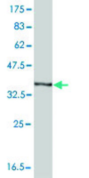 Monoclonal Anti-HBA1 antibody produced in mouse clone 4F9, purified immunoglobulin, buffered aqueous solution