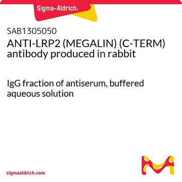 ANTI-LRP2 (MEGALIN) (C-TERM) antibody produced in rabbit IgG fraction of antiserum, buffered aqueous solution