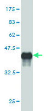 Monoclonal Anti-SOX30, (C-terminal) antibody produced in mouse clone 1A11, purified immunoglobulin, buffered aqueous solution
