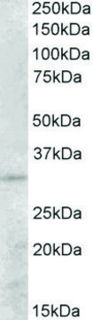 Anti-PEX26 antibody produced in goat affinity isolated antibody, buffered aqueous solution