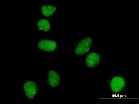 Monoclonal Anti-ATR antibody produced in mouse clone 3F2, purified immunoglobulin, buffered aqueous solution