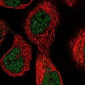 Anti-PGLS antibody produced in rabbit Prestige Antibodies&#174; Powered by Atlas Antibodies, affinity isolated antibody, buffered aqueous glycerol solution