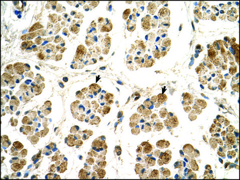 Anti-POR (AB2) antibody produced in rabbit IgG fraction of antiserum