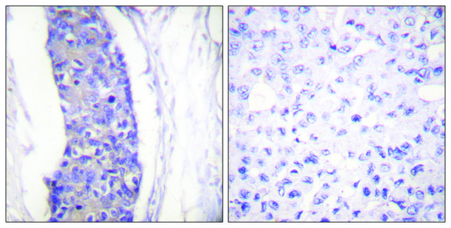 Anti-Tubulin &#945; antibody produced in rabbit affinity isolated antibody