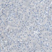 Anti-PCDHB2 antibody produced in rabbit Prestige Antibodies&#174; Powered by Atlas Antibodies, affinity isolated antibody, buffered aqueous glycerol solution