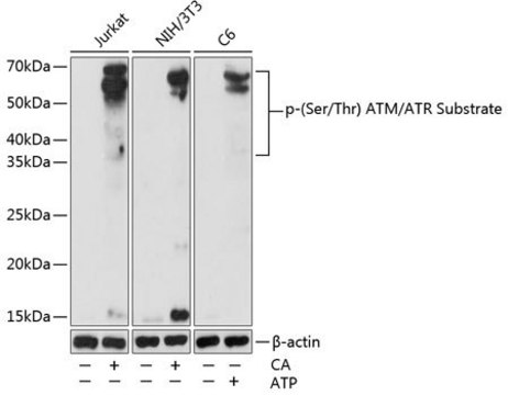 Anti-Phospho-(Ser/Thr) ATM/ATR Substrate antibody produced in rabbit