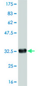 ANTI-FOXL1 antibody produced in mouse clone 3D9, purified immunoglobulin, buffered aqueous solution
