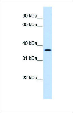 Anti-MTHFD2 (ab3) antibody produced in rabbit affinity isolated antibody