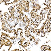 Anti-Caveolin-1 Antibody, clone 10Y5L2, Rabbit Monoclonal