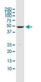 Monoclonal Anti-DUSP5 antibody produced in mouse clone 2F3, ascites fluid, solution