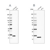Anti-LGALS1 antibody produced in rabbit Prestige Antibodies&#174; Powered by Atlas Antibodies, affinity isolated antibody, buffered aqueous glycerol solution