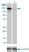 Monoclonal Anti-MFN1 antibody produced in mouse clone 3C9, purified immunoglobulin, buffered aqueous solution