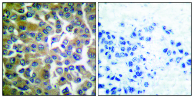 Anti-FAP-1 antibody produced in rabbit affinity isolated antibody