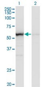 Monoclonal Anti-OXSR1 antibody produced in mouse clone 1B10, purified immunoglobulin, buffered aqueous solution