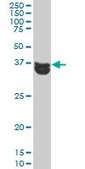 ANTI-MAPK3 antibody produced in mouse clone 1E2, purified immunoglobulin, buffered aqueous solution
