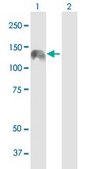 Anti-KIAA0319L antibody produced in mouse purified immunoglobulin, buffered aqueous solution