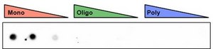 Anti-mono- ADP-ribose binding reagent from Escherichia coli