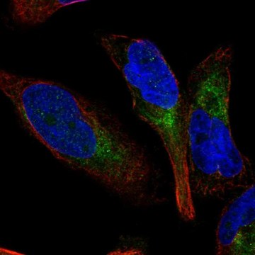 Anti-GPR65 antibody produced in rabbit Prestige Antibodies&#174; Powered by Atlas Antibodies, affinity isolated antibody