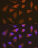 Antibody, clone 1Q10Q4, Rabbit Monoclonal